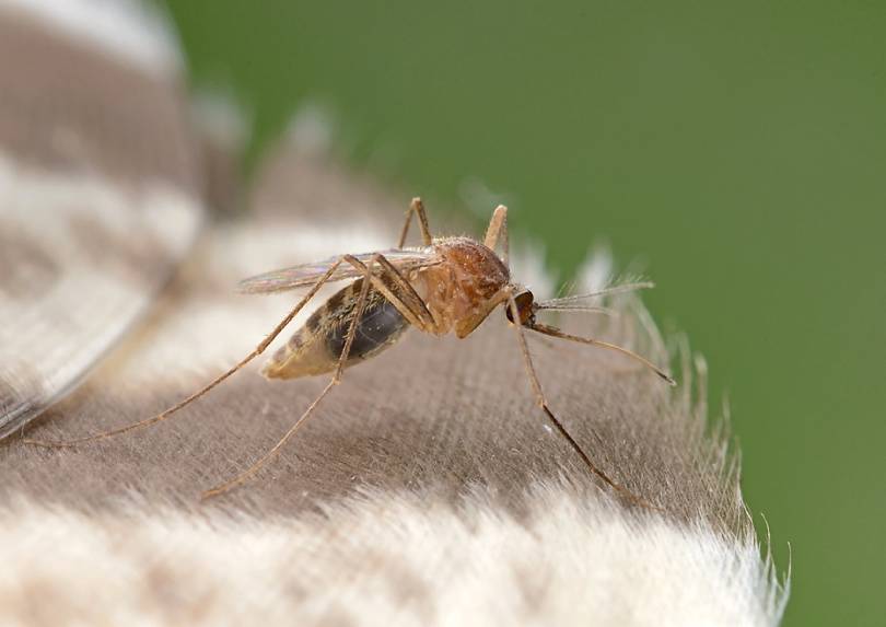 Mosquitoes conveying uncommon, destructive sickness distinguished in Michigan